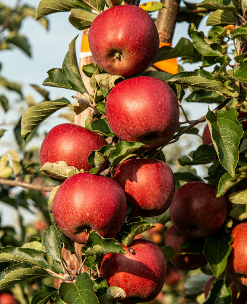 Äpfel am Apfelbaum